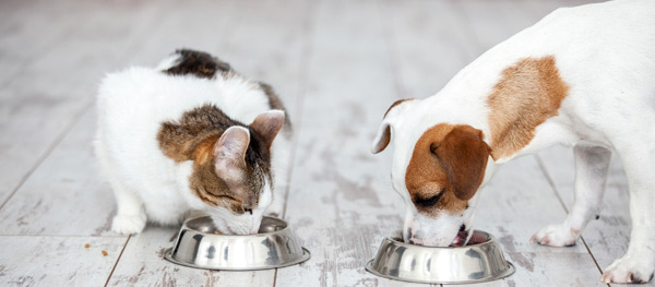 Chien et chat mangent des croquettes